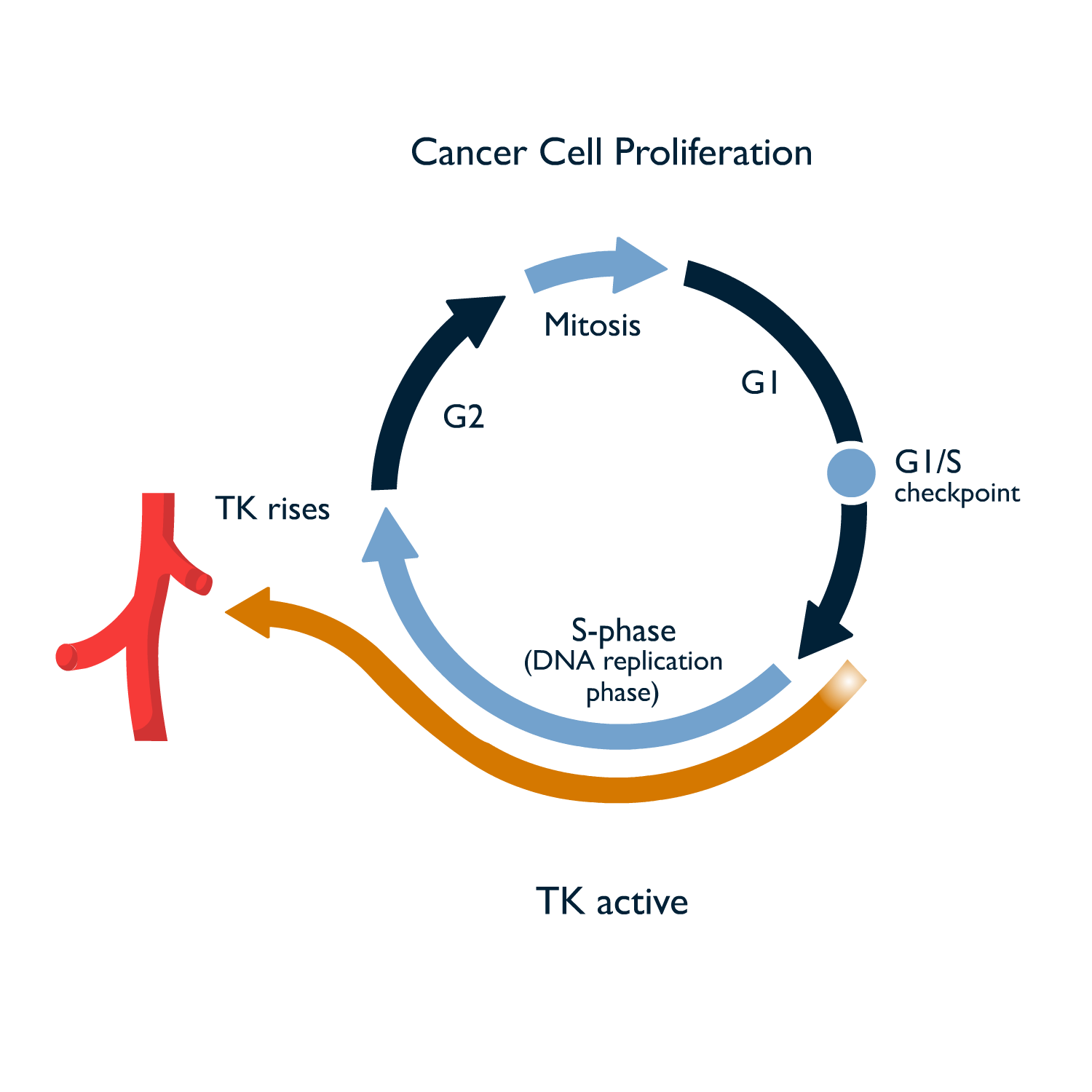 The DiviTum® TKa test measures the level of thymidine kinase activity (TKa) a cancer biomarker from proliferating tumor cells