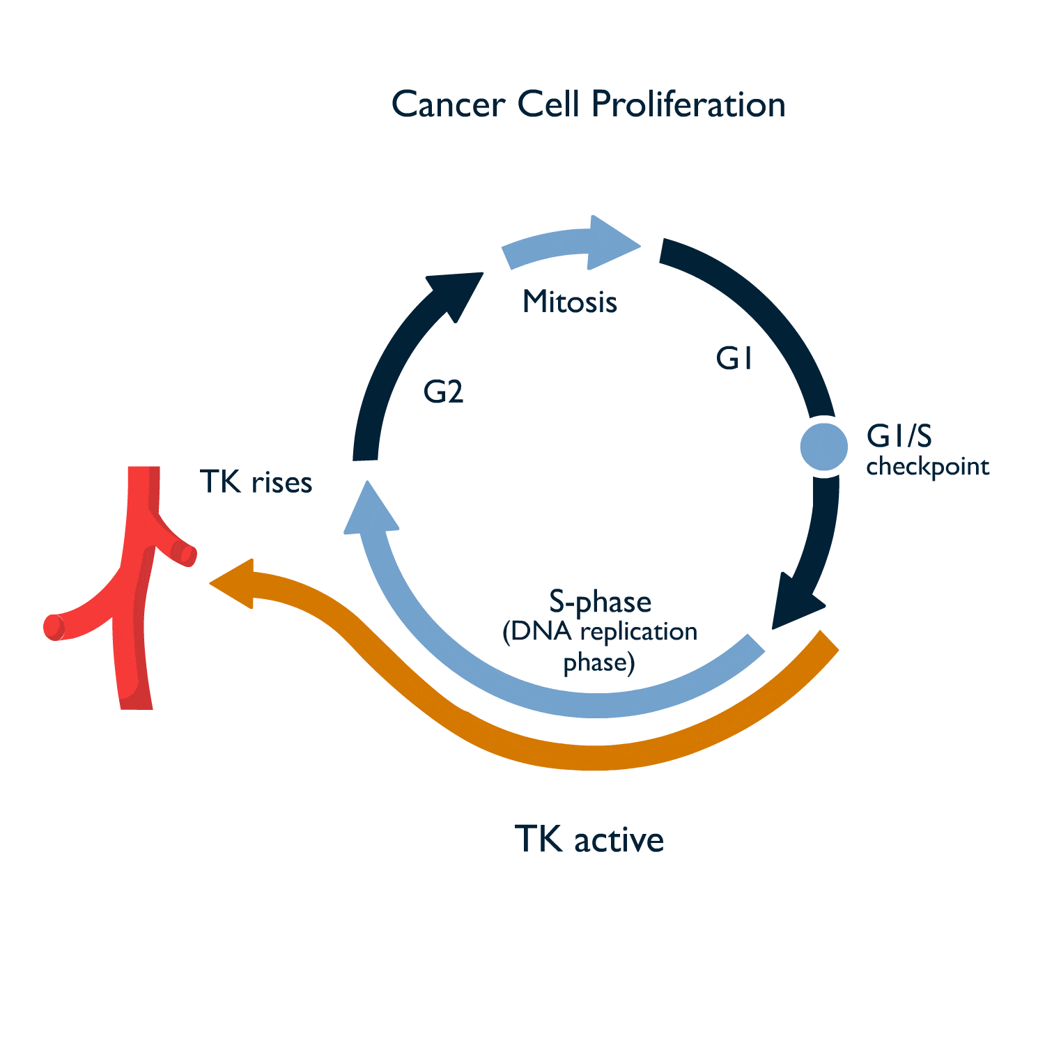 While drug therapy can inhibit cancer cell proliferation, Divitum can measure TKa levels to monitoring disease progression