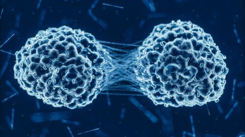 metastatic cells dividing